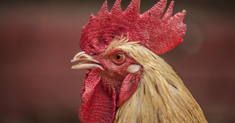 Les ingrédients essentiels du vrai poulet basquaise