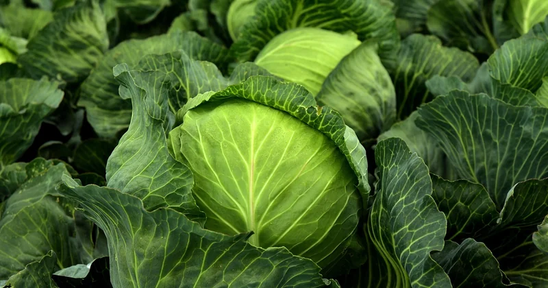 Quelles associations de légumes pour un résultat contrasté ?
